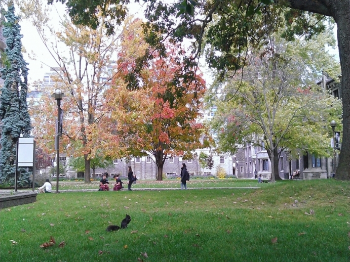 Autumn on the university of toronto campus landscape portrait