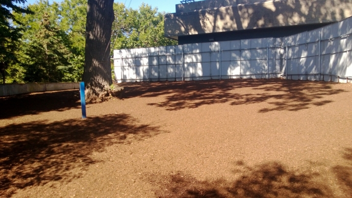 mulch in tree protection zone for oak tree number nine